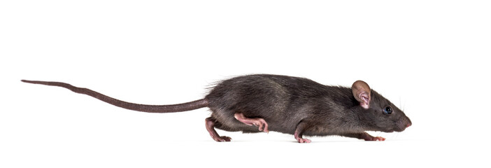 Wall Mural - Black rat, Rattus rattus, in front of white background