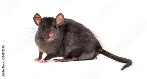 Fotografía Black rat, Rattus rattus, in front of white background