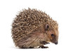 European hedgehog, Erinaceus europaeus