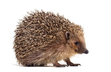 european hedgehog, erinaceus europaeus