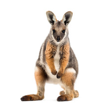 Yellow-footed Rock-wallaby, Petrogale Xanthopus, Kangaroo