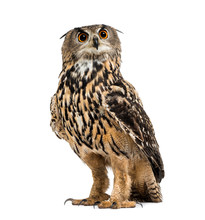 Eurasian Eagle-owl, Bubo Bubo, Is A Species Of Eagle-owl