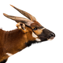 Bongo, Antelope, Tragelaphus Eurycerus Against White Background
