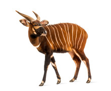 Bongo, Antelope, Tragelaphus Eurycerus Standing, Isolated