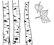 Birch Vector Trunks And Leaves In Line Art Style.