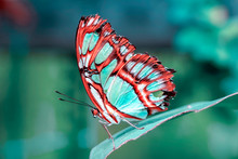 Closeup Malachite (siproeta Stelenes) Beautiful Butterfly In A Summer Garden