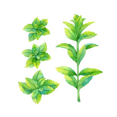 Isolated watercolor fresh mint