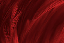 Beautiful Red Feather Pattern Texture Background