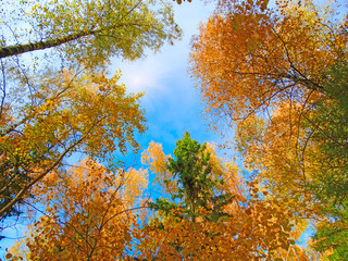 Wall Mural - autumn landscape forest with yellow red leaves with sunny light beams