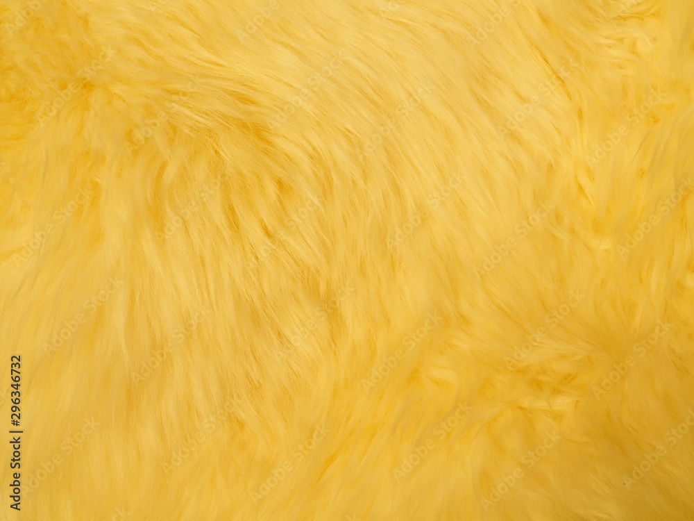 Closeup golden, yellow fluffy fur sheep wool. material for designers. - obrazy, fototapety, plakaty 