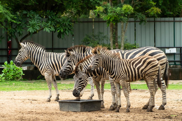 A group of zebra family with little zebra  in zoo.