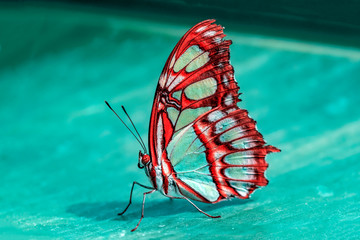  Closeup Malachite (siproeta stelenes) beautiful butterfly in a summer garden