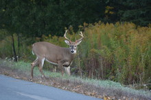 White Tailed Deer Buck On Road