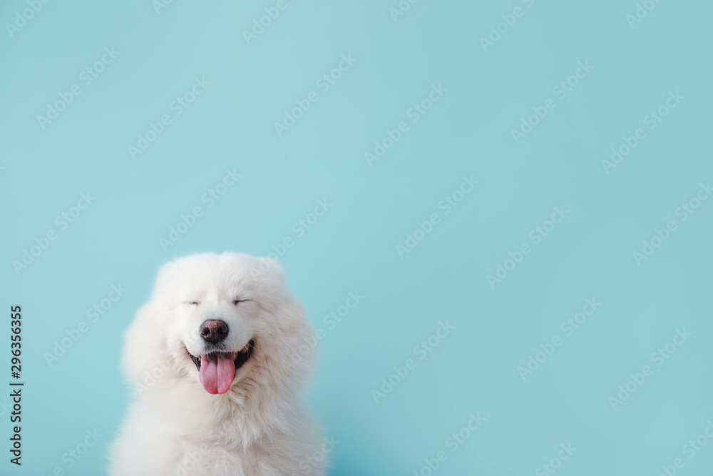 Obraz na płótnie Cute Samoyed dog on color background w salonie