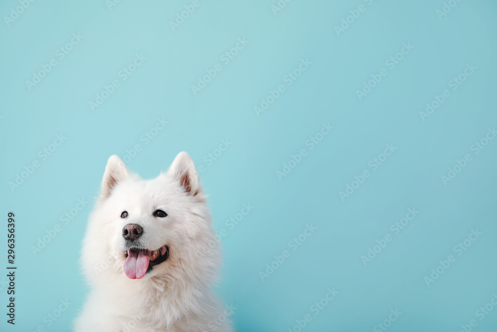 Cute Samoyed dog on color background - obrazy, fototapety, plakaty 