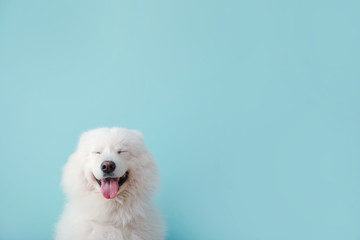 Wall Mural - Cute Samoyed dog on color background