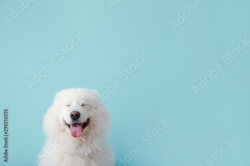 Fotomural Cute Samoyed dog on color background