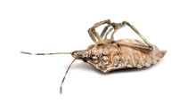 Brown Marmorated Stink Bug, Halyomorpha Halys