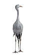 Blue Crane, Grus paradisea, also known as the Stanley crane