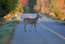 White Tailed Deer Buck On Road