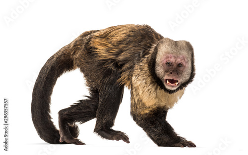 Golden-Bellied Capuchin, Sapajus xanthosternos Tableau sur Toile