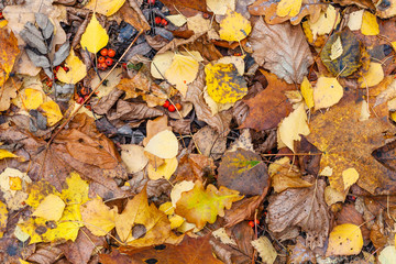 Wall Mural - top view of wet various fallen leaves in late fall
