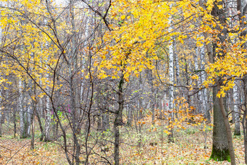 Wall Mural - yellow leaves of maple and bare trees in city pank