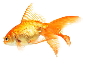 gold fish isolated on white