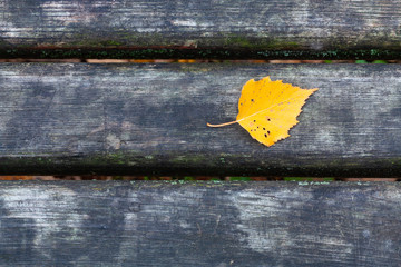 Wall Mural - yellow birch leaf on wet black bench in city park