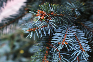 Blue spruce branch close up. Evergreen tree covered with snow in winter. Graceful sharp needles of blue spruce
