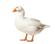 Domestic Goose Standing Against White Background