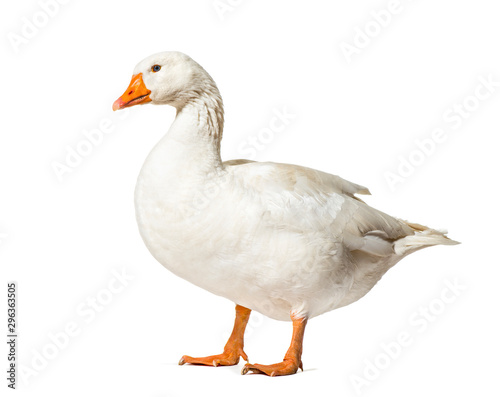 Fotomural Domestic goose standing against white background