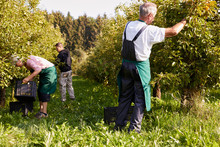Organic Farmers Harvesting Williams Pears