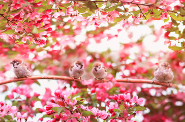 Wall Mural -  funny Sparrow birds sit on a branch of an Apple tree with pink flowers in a may Sunny garden