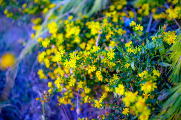 field of yellow flowers