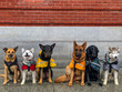© Aria Brauchli - Different dogs wearing capes sitting side by side