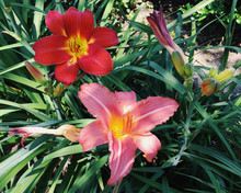 Directly Above View Of Red And Pink Lilies