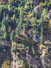View Of Pine Trees On Mountain