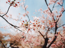 Scenic View Of Cherry Blossom In Spring Time