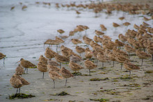 Flock Of Dunlins Standing Of Beach