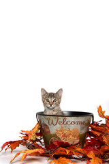 Poster - Kittwn in fall wecome bucket