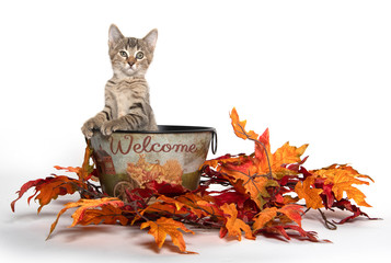 Wall Mural - Kittwn in fall wecome bucket