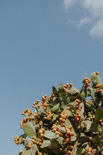 Prickly Pear Cactus With Fruits