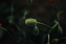 Unopened Poppy Flower Bud