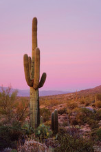 Lone Saguaro Cactus At Sunset