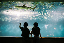 Rear View Of Siblings Looking At Fish In Aquarium