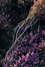 View Of Colorful Heather