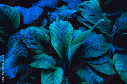 liscie-spathiphyllum-cannifolium-streszczenie-tekstura-zielony-tlo-natura-lisc-tropikalny