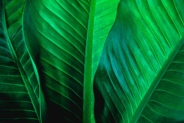 abstract green leaf texture, nature background, tropical leaf