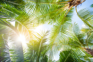 Coconut palm leaves perspective view , tropical palm leaves background